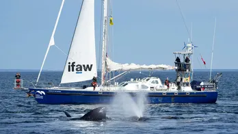 Environmental activists sue government to protect whales from ship collisions