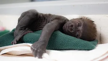 Texas zoo welcomes third gorilla in 115 years after doctors perform emergency delivery: 'An honor'