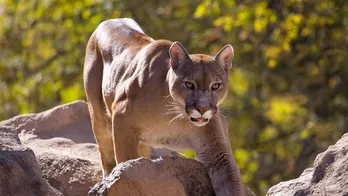 Five cyclists attacked by cougar on Washington trail