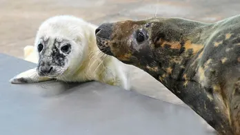 Blind grey seal gives birth at Illinois' Brookfield Zoo: 'Very attentive mother'