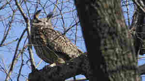 Flaco, the beloved New York owl, died after colliding with a building