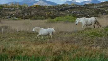 Explore Ireland's charm across Dublin, Galway and Connemara