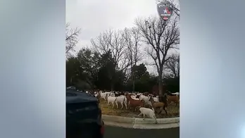 WATCH: Texas police wrangle dozens of goats wandering around an Arlington neighborhood