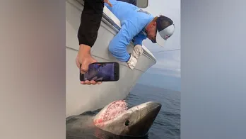 White shark's 2,000-mile journey from South Carolina to Gulf of Mexico makes history: 'She kept charging'