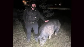 Pig named 'Kevin Bacon' goes on the run, amuses Wisconsin town