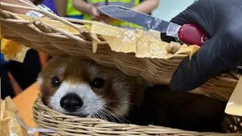 Red panda found inside suspected smugglers' luggage at Thailand airport