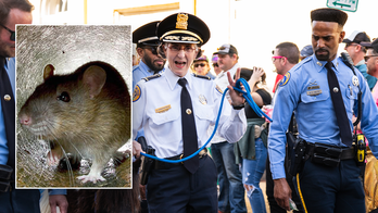 Marijuana-munching rats infiltrate police HQ in beloved party city, chief warns: ‘They’re all high'