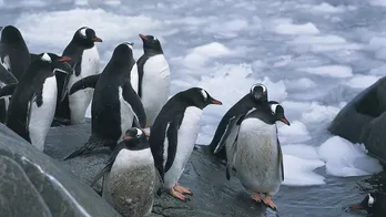 Penguin counters wanted at remote post in Antarctica: 'Training will be provided' for 'varied tasks'