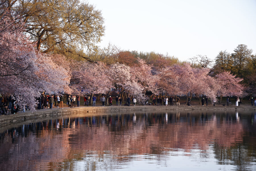 Earlier Springs Have Cascading Effects on Animals, Plants and Pastimes