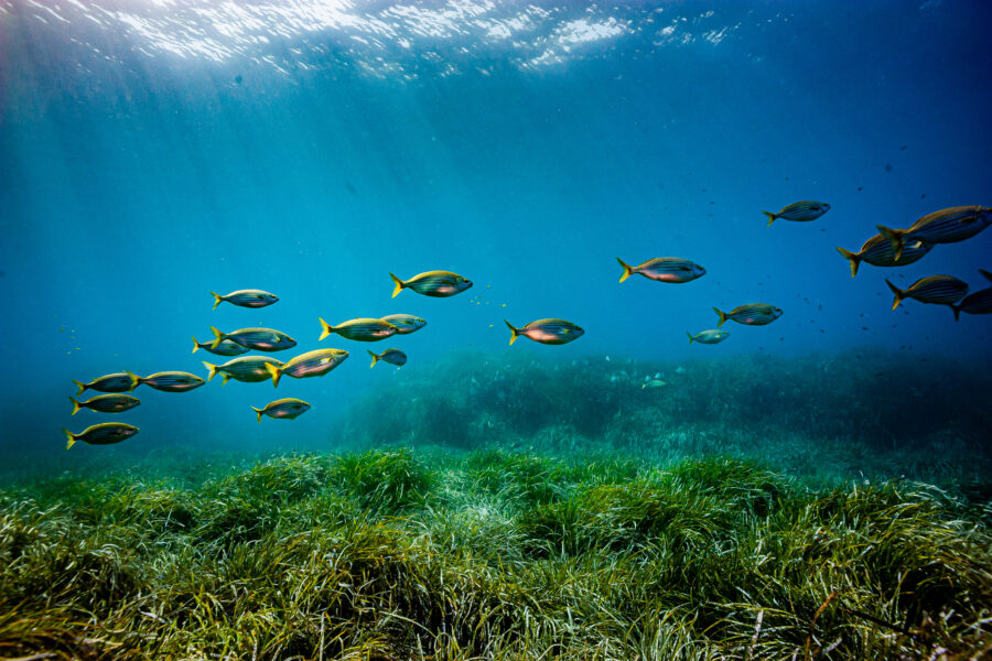 Global Warming Will Enable Tropical Species From the Atlantic to Colonize the Mediterranean Sea