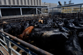 As Legal Challenges Against the Fossil Fuel Industry Notch Some Successes, Are Livestock Companies the Next Target?