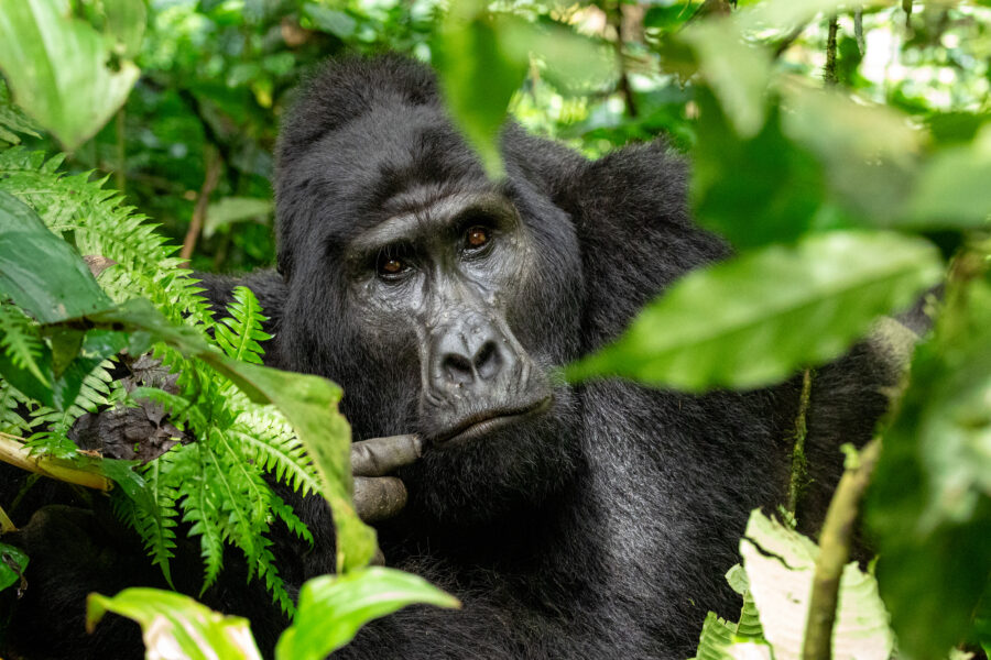 The Global Mining Boom Puts African Great Apes at Greater Risk Than Previously Known