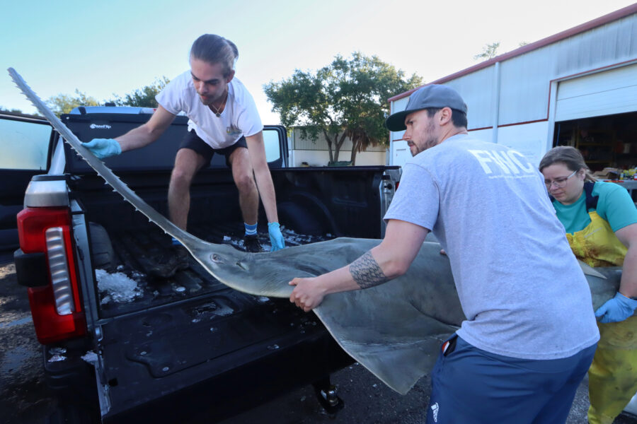 As Florida Smalltooth Sawfish Spin and Whirl, a New Effort to Rescue Them Begins