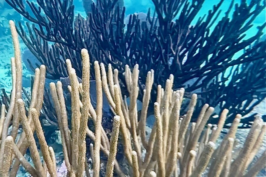 NOAA Declares a Global Coral Bleaching Event in 2023