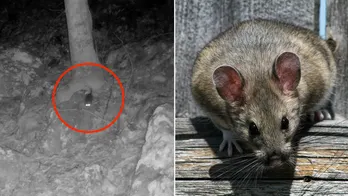 Rare species of rodent captured on West Virginia trail camera