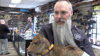 Maine gun store hires 'udderly' adorable employee, a baby cow