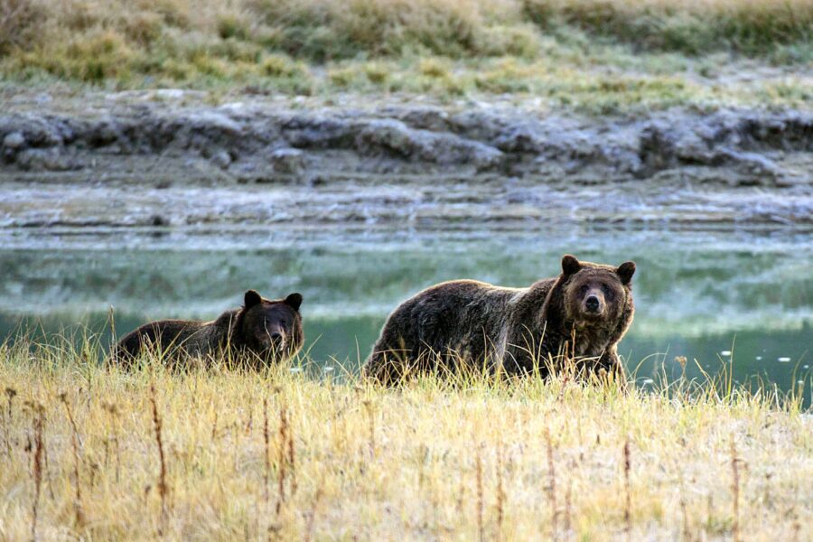 The Government Is Officially Reintroducing Grizzly Bears in the North Cascades. What Happens Now?