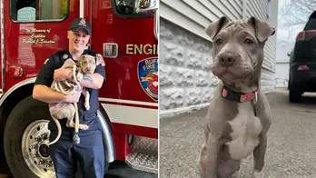 New York firefighter adopts puppy he helped rescue after she was hit by a car: 'I’d love to take her'