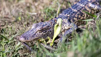 Phillies Fan Loses Beloved Emotional Support Alligator While On Vacation