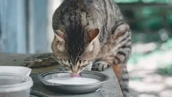 Texas cats die on dairy farm after drinking raw milk contaminated with bird flu, CDC warns