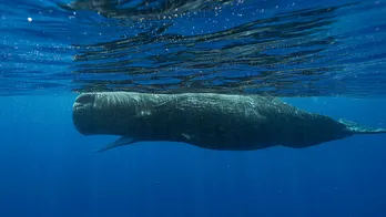 Basic building blocks of sperm whale language have been uncovered, scientists say