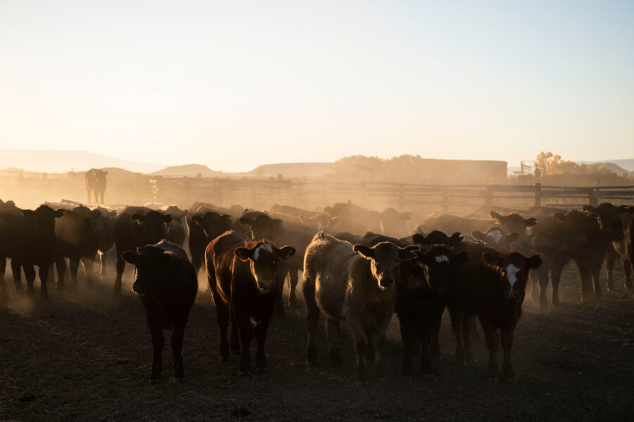 The Department of Agriculture Rubber-Stamped Tyson’s “Climate Friendly” Beef, but No One Has Seen the Data Behind the Company’s Claim