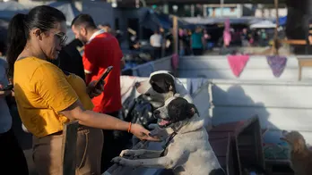 Hundreds of dogs saved by makeshift shelter amid severe flooding in southern Brazil