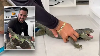 Iguana removed from Miami kitchen cabinet after 'dashing right into the house'