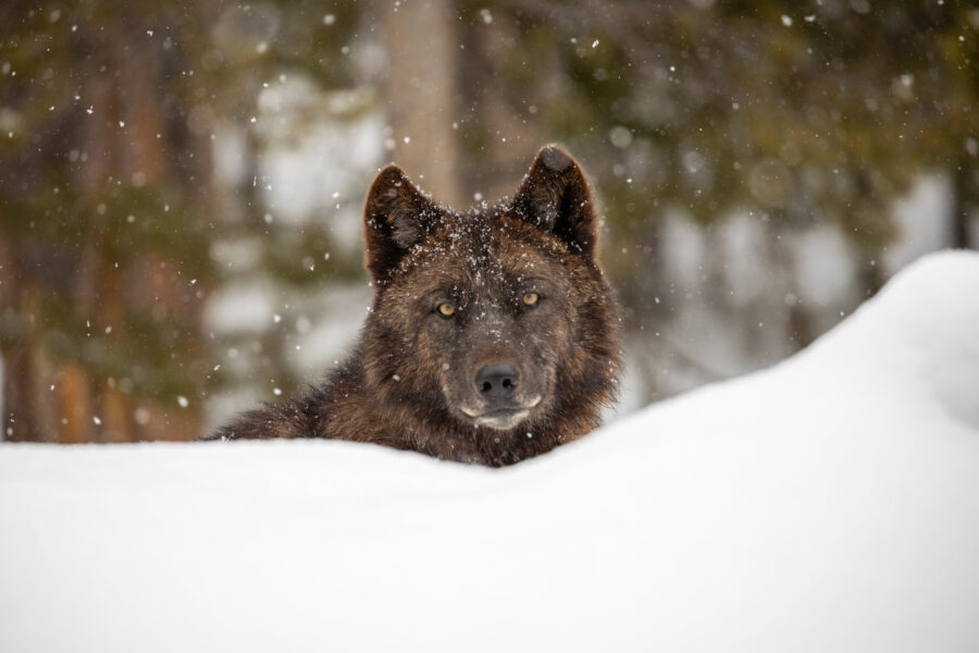 The Torture and Killing of a Wolf, a New Endangered Species Lawsuit and Novel Science Revive Wyoming Debate Over the Predator