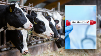 Second American contracts bird flu tied to dairy cows as CDC says risk of infection still low