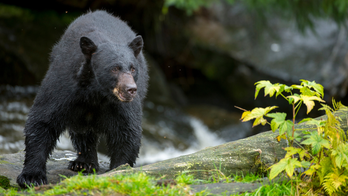 CDC urges proper cooking of wild game after family sickened by bear meat parasite