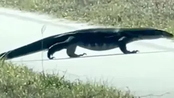 Invasive, 5-foot-long lizard seen near road in Florida, video shows: ‘Did a double take’