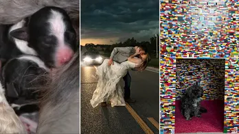 Top headlines: Couple's unique wedding photos grab attention online, plus pet tales and more hot reads