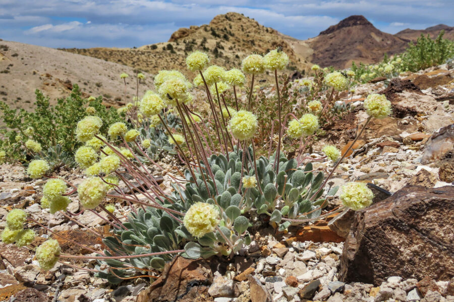 A Proposed Nevada Lithium Mine Could Destroy Critical Habitat for an Endangered Wildflower Found Nowhere Else in the World