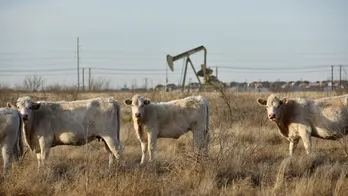 Bird flu-infected cows have died in 5 states as experts closely monitor the disease