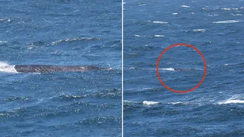 Critically endangered whale seen off California coast: 'Every sighting is incredibly valuable to us'