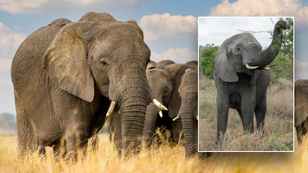 'Incredibly social': Researchers make stunning find on how African elephants interact with each other