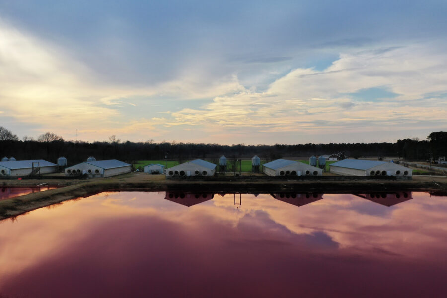 Blue Cross of North Carolina Decided Against an Employee Screening of a Documentary That Links the State’s Massive Hog Farms to Public Health Ills