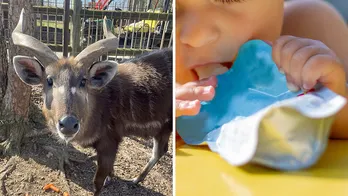 Rare antelope dies at Tennessee zoo after choking on cap of discarded baby food pouch