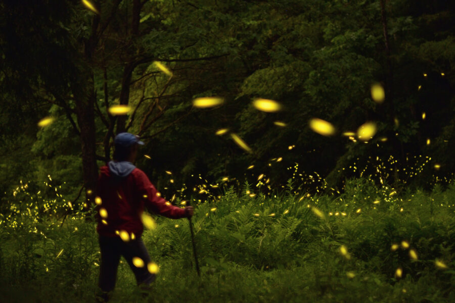 Will the Lightning Bug Show Go On?