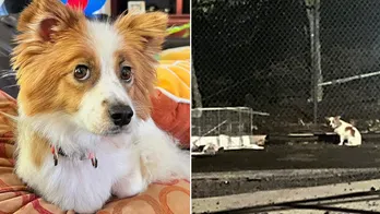 Missing dog in Virginia captured after 6 months on the run: 'Almost lost hope'