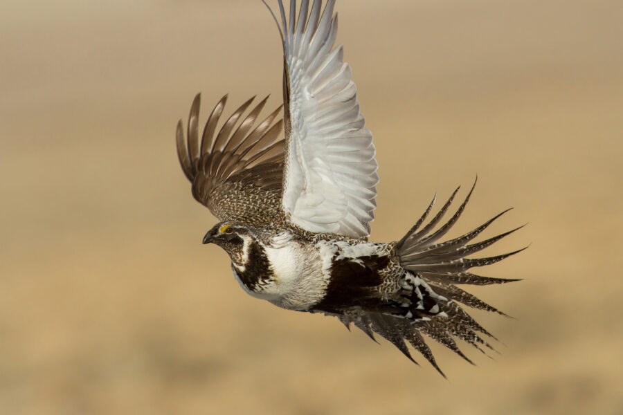 Can the Greater Sage-Grouse Be Kept Off the Endangered Species List?