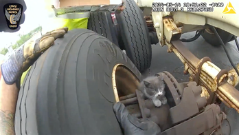 Ohio kitten trapped in semi-truck's wheel well: See the 'Mission Im-paw-sible' rescue video