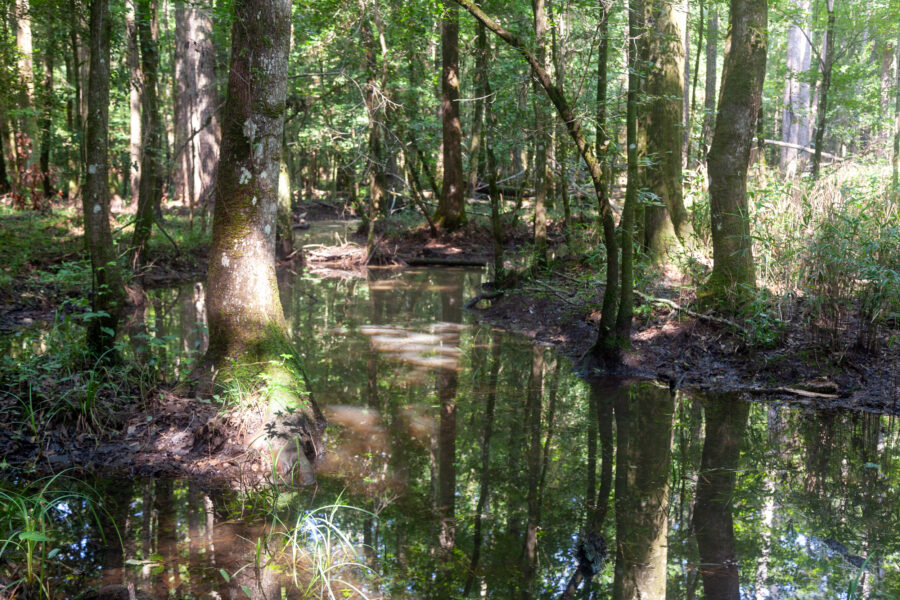 In North Carolina, a Legal Fight Over Wetlands Protections