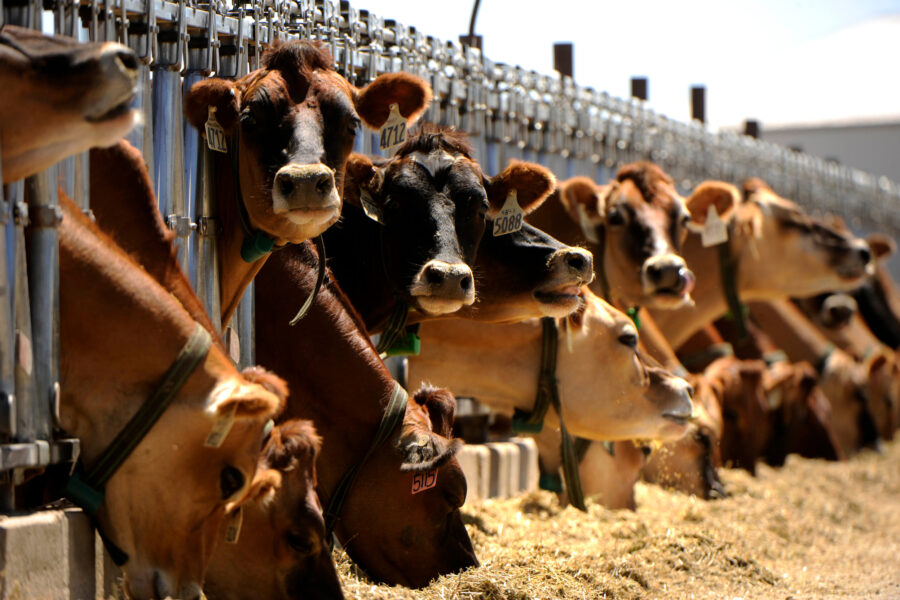 Financing of Meat and Dairy Giants Grows Thanks to Big American Banks and Investors