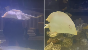 Charlotte the 'pregnant' stingray has died, North Carolina aquarium says