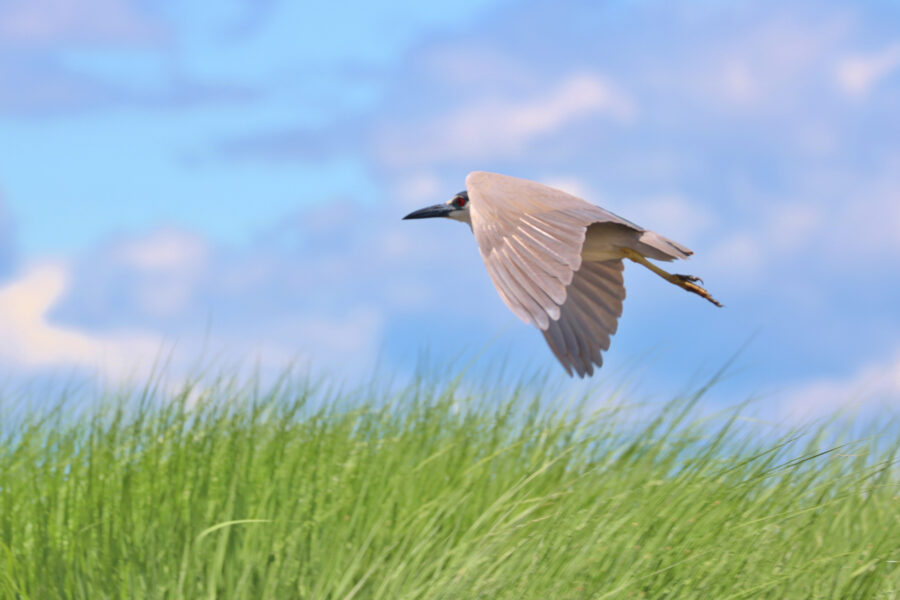 Attacked on All Sides: Wading Birds Nest in New York’s Harbor Islands