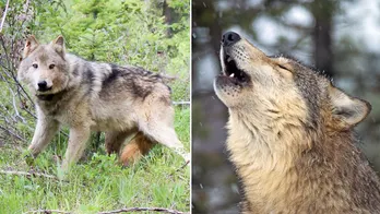 Washington officials will vote to remove gray wolf from endangered species list