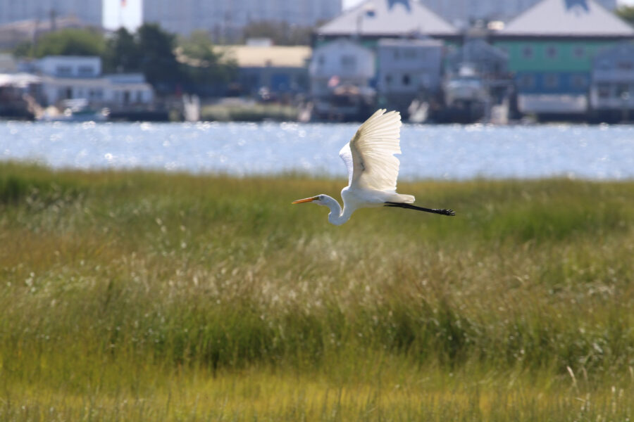 New York City’s Marshes, Resplendent and Threatened