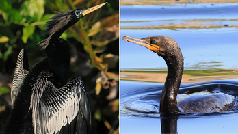 Maine residents report rare 'devil bird' sightings